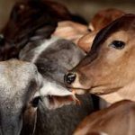 நடமாடும் மருத்துவ வாகனம் மூலம் 8.98 லட்சம் கால்நடைகளுக்கு சிகிச்சை